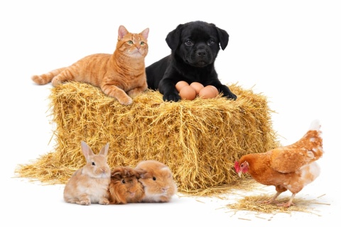 SŁOMA DO BUDY, WYŚCIÓŁKA DLA PSA, KUR, KRÓLIKA, Słoma na kompost XXL 80L