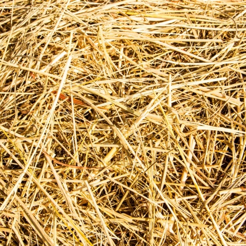 SŁOMA DO BUDY, WYŚCIÓŁKA DLA PSA, KUR, KRÓLIKA, Słoma na kompost XXL 80L